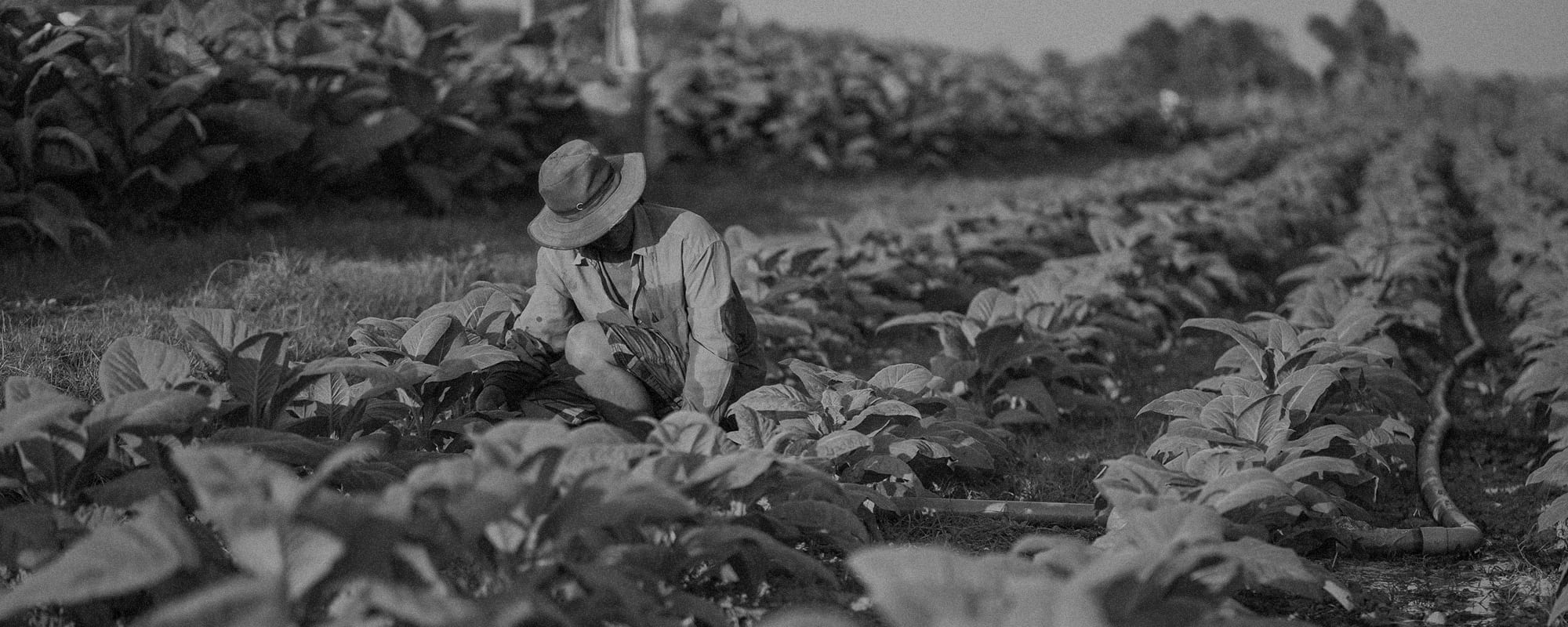 Farm worker tending rows of crops